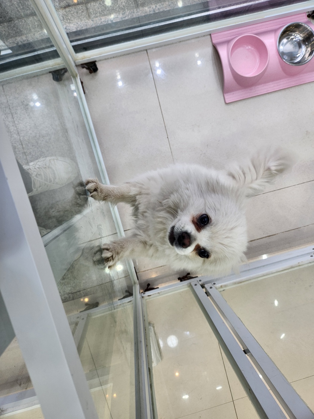 종료(반환) 믹스견…